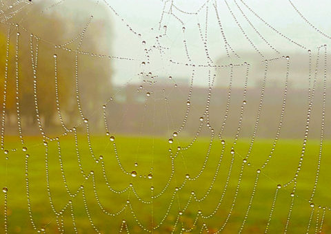 Classic-Clean_Reinigungsservice_Sonderreinigung-Hausschuppen Ein Spinnennetz an einem Schuppen. Kein Problem für Classic Clean aus Riede bei Bremen
