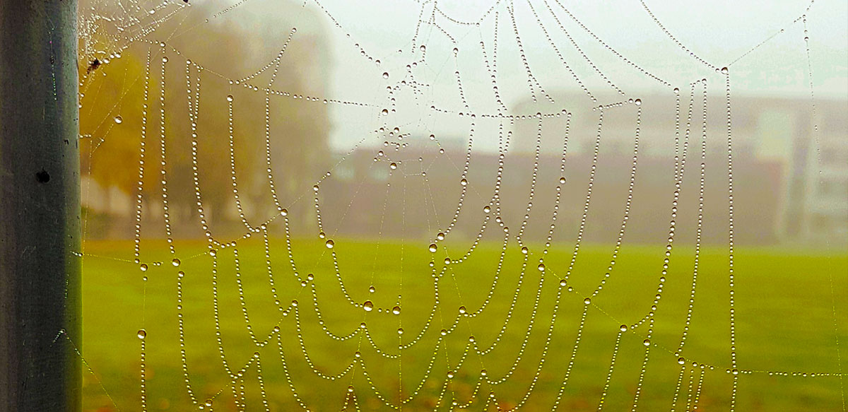Ein Spinnennetz an einem Schuppen. Kein Problem für Classic Clean aus Riede bei Bremen